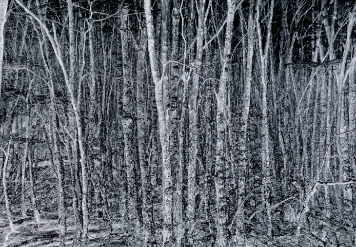 Stephen Walter Presents Drawings At James Freeman Gallery