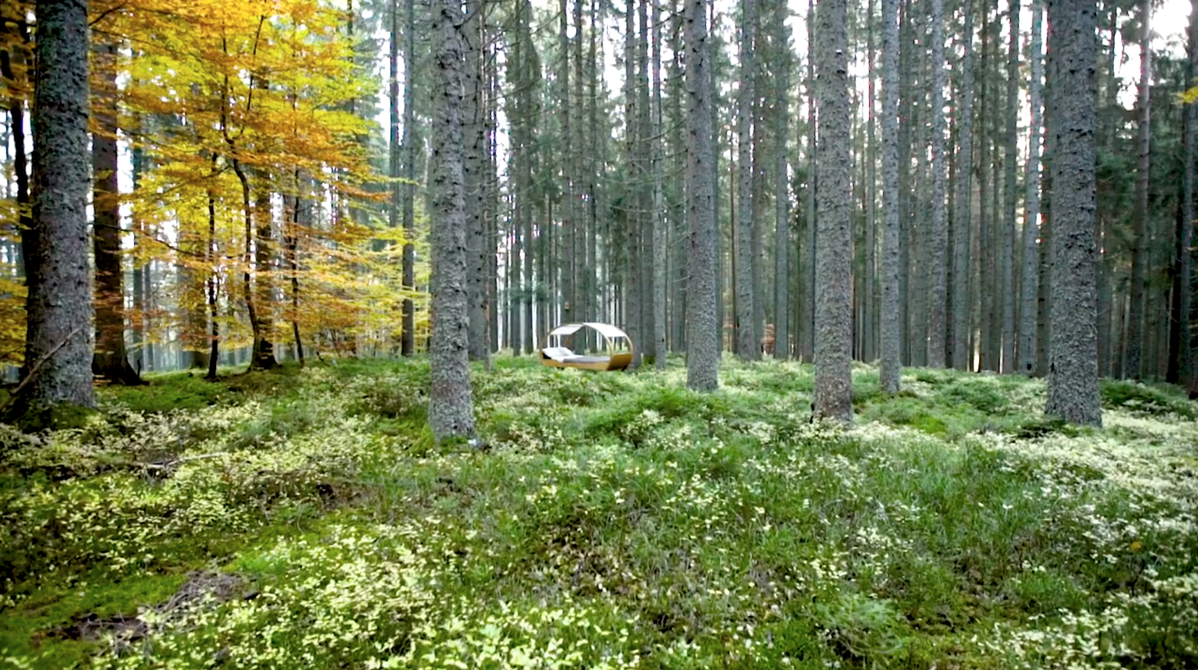 Interview with Black Forest Collective