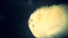 Eve St.Jude Fiorillo