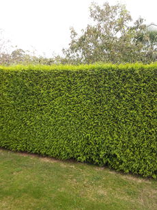 Claire Art Collection