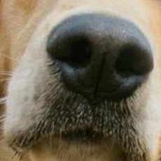 Catherine Finkenstaedt