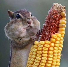 Alessandro Cammarata