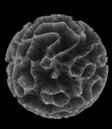 Wase visual communication