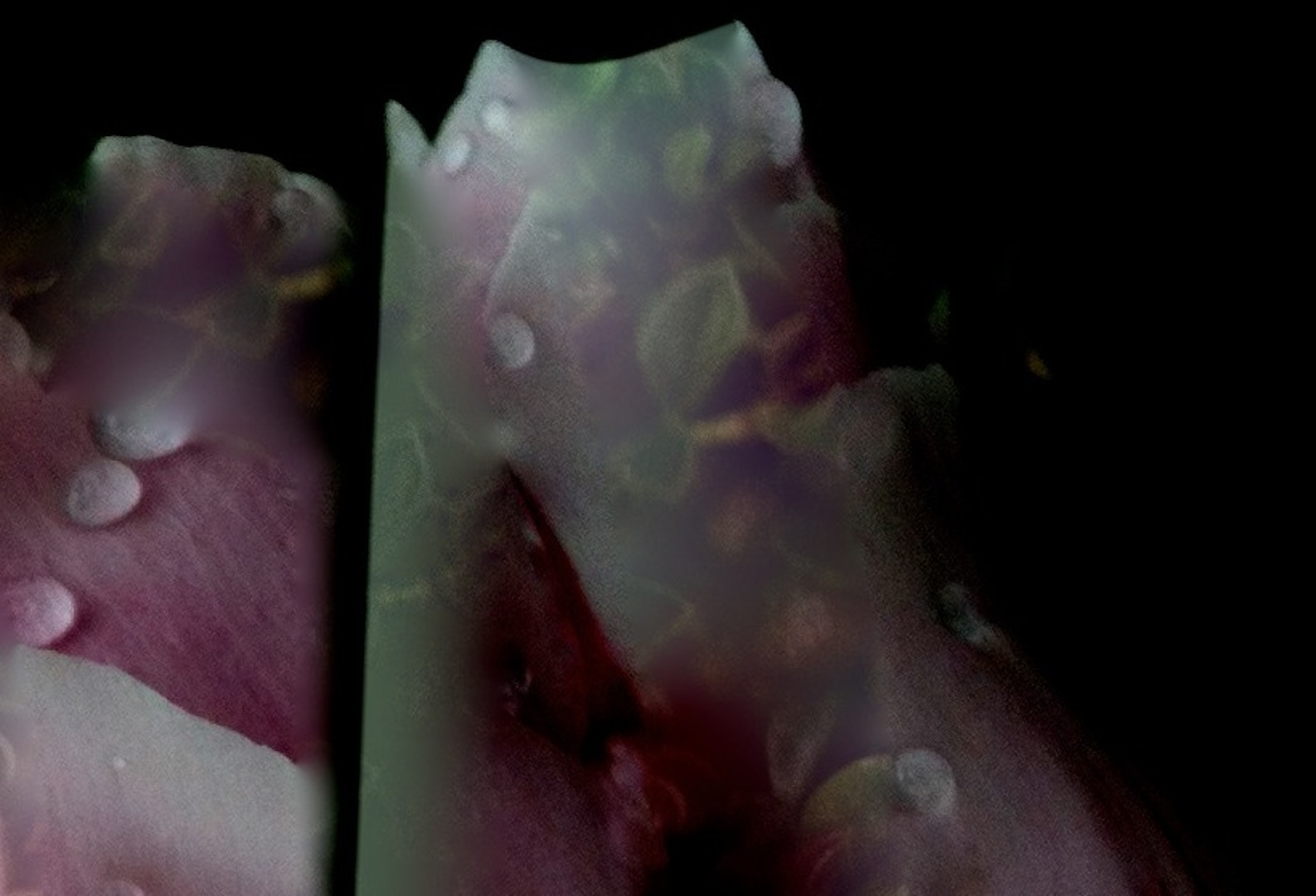 jane camellia sarkar