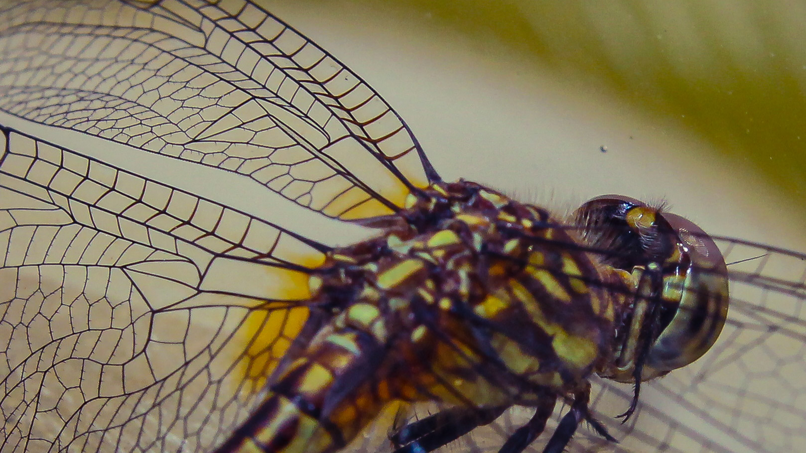 Michael Angarita Tarazona