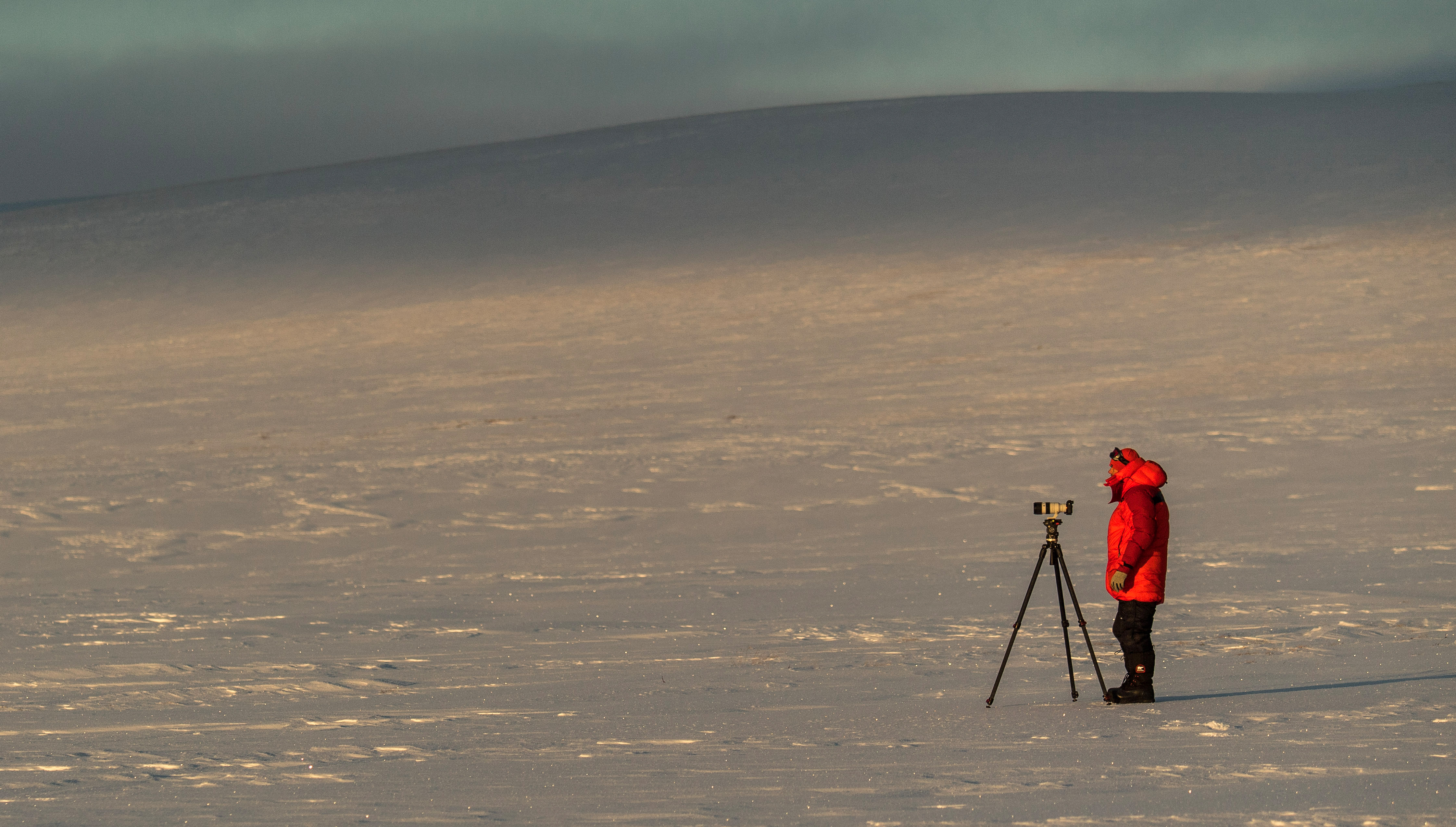 Black Forest Collective